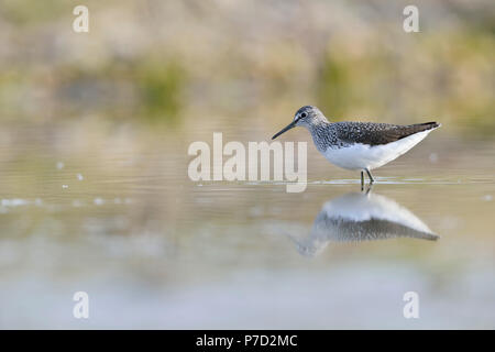 Green Sandpiper (Tringa ochropus) im seichten Wasser von einem verlassenen Kiesgrube, Sachsen Anhalt, Deutschland Stockfoto