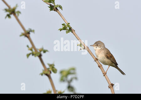 Common Whitethroat (Sylvia communis) auf einem Zweig, in der Nähe von Merseburg, Sachsen-Anhalt, Deutschland Stockfoto