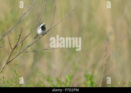 Bachstelze (Motacilla alba) sitzt auf einem Ast, Sachsen Anhalt, Deutschland Stockfoto