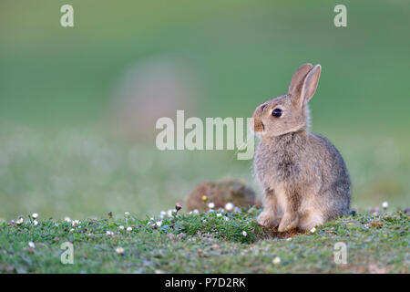 Junge Wilde Kaninchen (Oryctolagus cuniculus) sitzt vor der Höhle, Isle of Skye, Schottland Stockfoto
