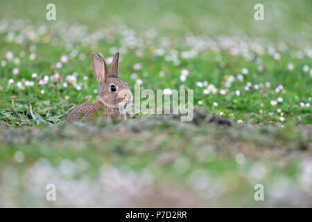 Junge Wilde Kaninchen (Oryctolagus cuniculus) sitzt vor der Höhle, Isle of Skye, Schottland Stockfoto