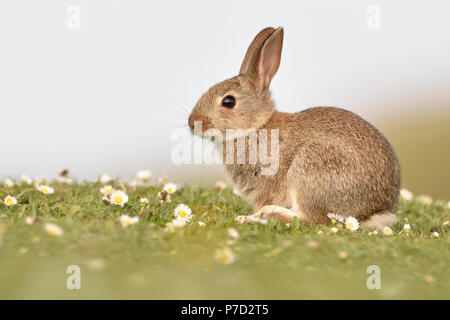 Junge Wilde Kaninchen (Oryctolagus cuniculus) sitzt auf einer Wiese, Isle of Skye, Schottland Stockfoto