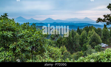 Tropischer Regenwald, Zentralafrikanische Hügel, Virunga Vulkane im Hintergrund, Bwindi Impenetrable Nationalpark, Uganda Stockfoto