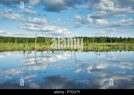 Blick über die Regenmoor Marschland und Neckar Herkunft Schwenninger Moos, Villingen-Schwenningen, - Schwarzwald-Baarkreis Stockfoto