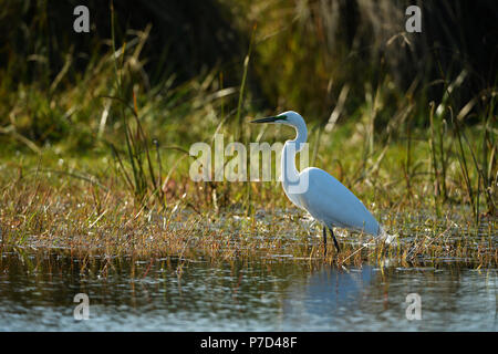 Seidenreiher (Egretta garzetta) steht im Wasser, Okavango Delta, Botswana Stockfoto