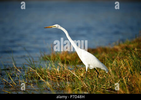 Silberreiher (Ardea alba) steht am Ufer, Okavango Delta, Botswana Stockfoto