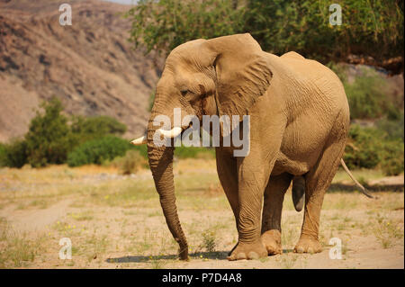 Seltene Namibischen Wüste Elefant (Loxodonta africana), Hoanib, Namib, Kaokoveld und Kunene, Namibia Stockfoto