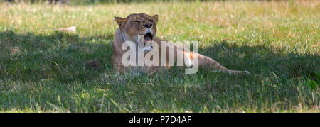 Löwin isoliert auf das Gras in einem offenen Raum. Stockfoto