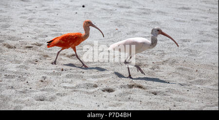 Paar Ibis Vogel, eine rote und eine weiße Spaziergänge auf den Staub. Stockfoto