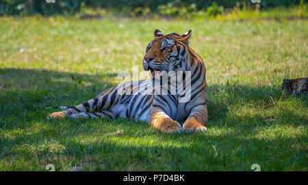 Isolierte tiger sitzt auf dem Gras. Stockfoto