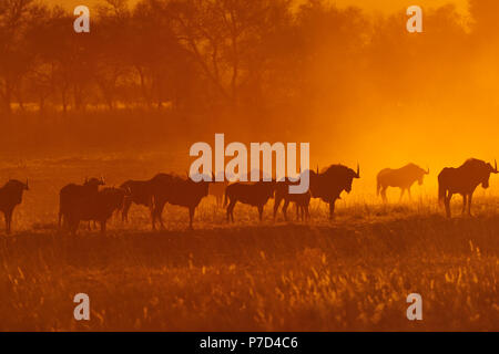 Herde von Gnus Blau (connochaetes Taurinus), Silhouetten bei Sonnenuntergang, Otjozondjupa Region, Namibia Stockfoto