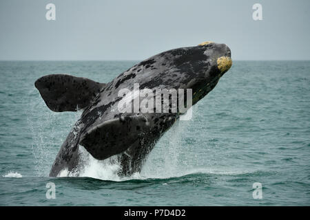 Südkaper (Eubalaena glacialis), Verletzung, springt aus dem Wasser, Lüderitz, Atlantik, Namibia Stockfoto