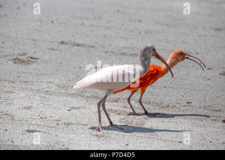 Paar Ibis Vogel, eine rote und eine weiße Spaziergänge auf den Staub. Stockfoto