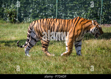 Isolierte tiger Wandern auf dem Gras. Stockfoto