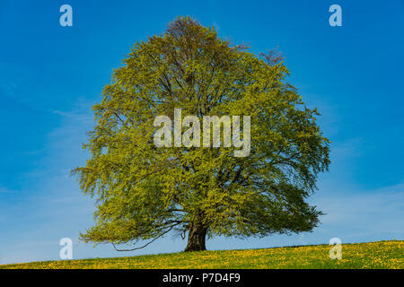 Gemeinsame Buche (Fagus sylvatica) im Frühjahr, einsamen Baum in der Nähe von Rieden am Forggensee, Ostallgäu, Allgäu, Bayern, Deutschland Stockfoto