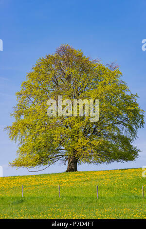 Gemeinsame Buche (Fagus sylvatica) im Frühjahr, einsamen Baum in der Nähe von Rieden am Forggensee, Ostallgäu, Allgäu, Bayern, Deutschland Stockfoto