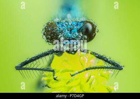 Gebänderte demoiselle (Calopteryx splendens), männlich, Tier Portrait, Vorderansicht, Hessen, Deutschland Stockfoto