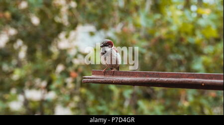 Spatz sitzt auf der Startseite Fenster Stockfoto