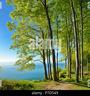 Wanderweg durch Buchenwälder auf der hohen Bank oberhalb der Kreidefelsen im Frühjahr, frisches Grün, mit Blick auf die Ostsee, Nationalpark Jasmund Stockfoto