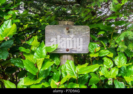 Leere Alte hölzerne Wegweiser durch die Vegetation umgeben. Mockup und ads-Konzept. Stockfoto