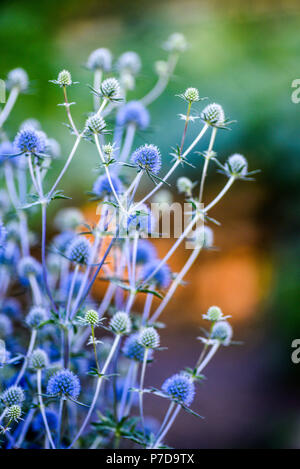 Distel blühende Blume im Garten, Sommer, sonniger Tag, Szczecin. Stockfoto