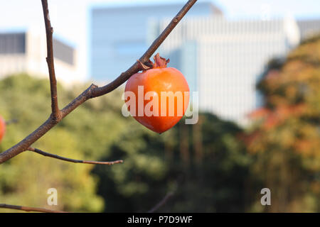 Japanische Kakipflaume (diospyros Kaki) Obst im Imperial Palace Gardens, Tokio, Japan wachsende Stockfoto