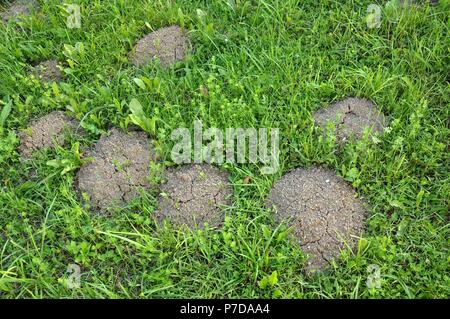 Ameisenhaufen Stockfoto Bild 42049880 Alamy