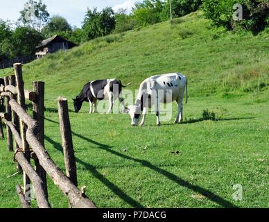 Holstein schwarze und weiße Kühe auf der grünen Wiese in der Landschaft entlang des Zaunes Stockfoto