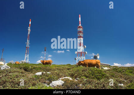 Hohe Berge Kühe in der Nähe von eine Mitteilung Turm, Gerichte und Antennen Stockfoto