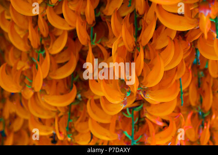 Orange Blume der Name Red Jade Vine oder Neuguinea Kriechgang oder Blumen. (Wissenschaftlicher Name: Mucuna Bennettii) Stockfoto