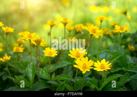 Gelbe daisy oder Dahlberg daisy blühen. Stockfoto