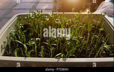 Ipomoea Aquatica, Wasser Spinat, Morning Glory, Wasser convolvulus oder Chinesischen Brunnenkresse Stockfoto