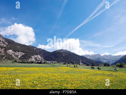 Gelbe Sommerblumen auf Berge Wiese in der Nähe von ceillac im französischen Parc regional Queyras Stockfoto