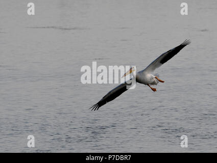 American White Pelican fliegen über See Stockfoto