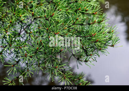 Dekorative Pine Tree schießt mit frischen grünen Nadeln über das graue Wasser von einem Park und Teich oder Fluss. Tropfen Regen auf den Nadeln. Regnerischen Tag der Frühling se Stockfoto