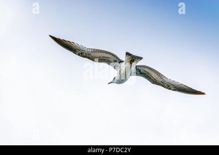 Cory's Shearwater Vogel gleiten durch die Open skies vor der Ostküste von Nordamerika. Stockfoto