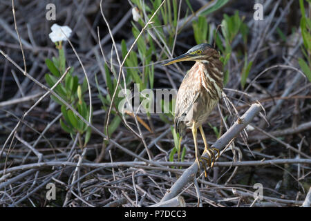 Ein einsamer Green Heron thront auf Broken tree branch über einen Teich in Montego Bay, Jamaika. Stockfoto