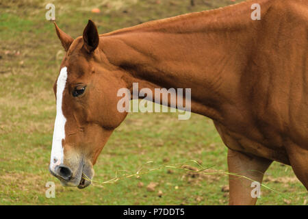 In der Nähe auf einem braunen Pferd mit weißen Streifen in der Mitte von seinem Gesicht, kauen Gras in einem Feld in Jamaika. Stockfoto