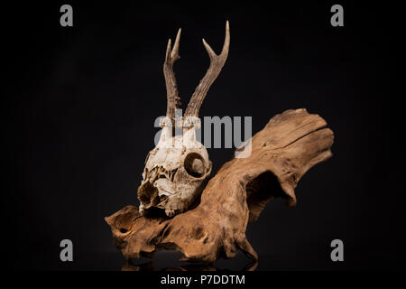 Verwitterte deer Skull, Schwarz Spiegel Hintergrund Stockfoto