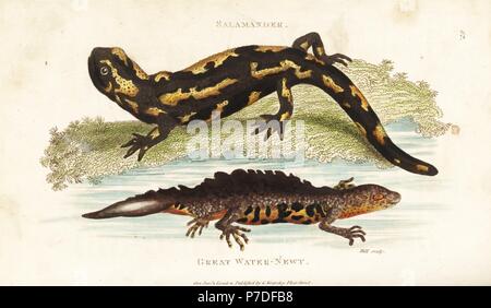 Feuer-Salamander, Salamandra Salamandra (Salamander, Lacerta Salamandra) und glatte Newt, Lissotriton Vulgaris (große Wasser-Newt, Lacerta Palustris). Handkoloriert Kupferstich von Hill nach einer Illustration von George Shaw aus seine allgemeine Zoologie, Amphibien, London, 1801. Stockfoto