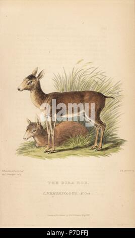 Braun brocket Rotwild, Mazama gouazoubira (Bira Roe, Cervus nemorivagus). Papierkörbe Gravur von Thomas Landseer nach einer Illustration von Charles Hamilton Smith von Muster im Frankfurter Museum von Edward Griffith der Tierwelt vom Baron Cuvier, London, Whittaker, 1827. Stockfoto