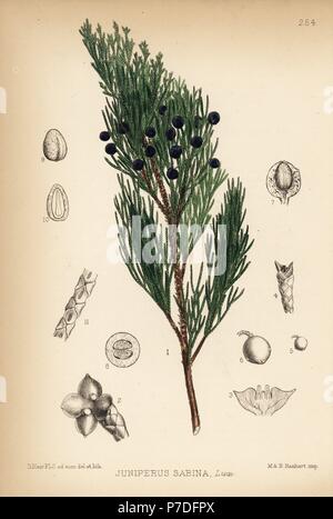 Savin Wacholder, Juniperus sabina. Papierkörbe Lithographie von Hanhart nach einem botanischen Abbildung von David Blair von Robert Bentley und Henry Trimen von Heilpflanzen, London, 1880. Stockfoto