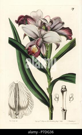 Bambus Orchidee, Arundina Graminifolia (Nähe blühenden Reedorchis, Arundina Densa). Handkoloriert Kupferstich von George Barclay nach einer Illustration von Miss Sarah Drake von Edwards botanische registrieren, herausgegeben von John Lindley, London, Ridgeway, 1842. Stockfoto