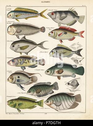 Goldmakrele, Coryphaena hippurus, Pearly Razorfish, Xyrichthys pendactylus, Atlantic butterfische, Brama raii, Kuckuck Lippfisch, Labrus vetula, pearl-Spot chromis, Chromis punctatus, palecheek Papageienfische, Scarus viridis, Banded archerfish, Toxotes jaculator, gestromt picarel, Maena vulgaris, Goldbrasse, Sparus aurata, Klettern, Zander, Anabas scandens, colisa, Polyacanthus colisa, und riesige Gurami, Osphromenus olfax. Lithographie von Universal natürlichen von Lorenz oken Geschichte, Allgemeine Naturgeschichte Fell alle Stande, Stuttgart, 1841. Stockfoto