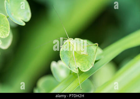 Eine weibliche gesprenkelten Busch - Kricket Nymphe (Leptophyes punctatissima) auf eine Euphorbia Stockfoto