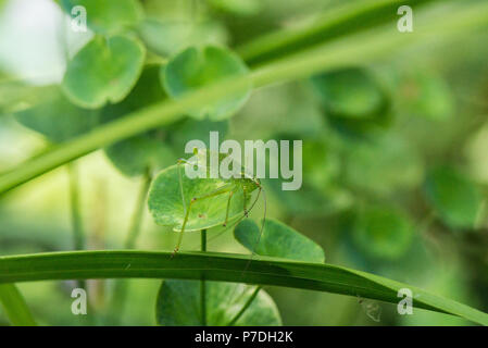 Eine weibliche gesprenkelten Busch - Kricket Nymphe (Leptophyes punctatissima) auf eine Euphorbia Stockfoto