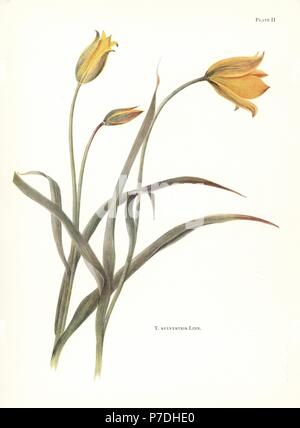 Wild tulip, Tulipa sylvestris. Siebdruck Botanische Illustration von Elsie Katherine Deiche von William R. Deiche "Erläuterungen zur Tulip Arten, Herbert Jenkins Ltd., London, 1930. Stockfoto