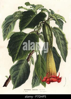 Roten Posaune Engels, Brugmansia sanguineaund. In freier Wildbahn ausgestorben. Handkoloriert Lithographie von Louis van Houtte und Charles Lemaire die Blumen von den Gärten und Gewächshäuser von Europa, Flore des Serres et des Jardins de l ' Europe, Gent, Belgien, 1870. Stockfoto