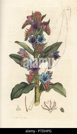 Die gemeinsamen Viper bugloss, Echium vulgare. Papierkörbe Kupferstich von James Sowerby von James Smith's Englisch Botanik, London, 1794. Stockfoto