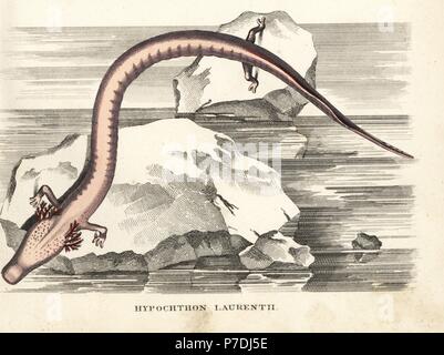 Olm oder Proteus Salamander, Proteus Anguinus (Hypochthon Laurentii). Verwundbar. Handkoloriert Lithographie von Georg Friedrich Treitschkes Galerie of Natural History, Naturhistorischer Bildersaal des Thierreiches, Liepzig, 1842. Stockfoto